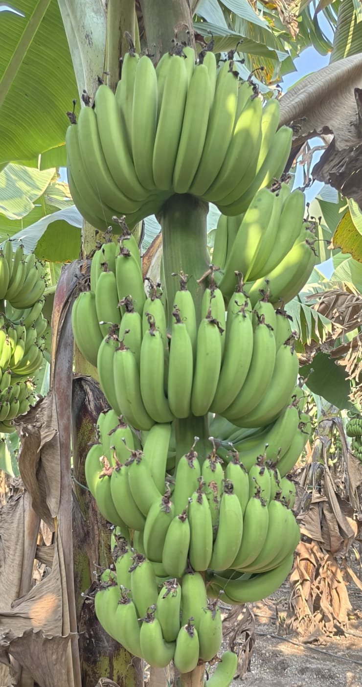 whatsapp image 2026 01 26 at 3.21.03 pm